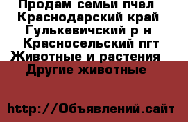 Продам семьи пчел - Краснодарский край, Гулькевичский р-н, Красносельский пгт Животные и растения » Другие животные   